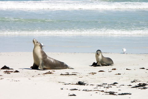 Kangaroo Island Personal Group Tours - Accommodation Resorts 3