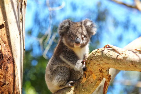LGBT+ Friendly 2 Day Private Tour Great Ocean Road + Phillip Island - Accommodation Resorts 1