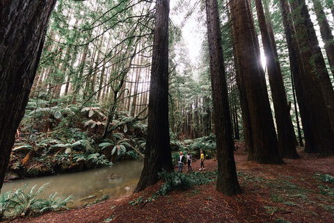 LGBT+ Friendly 3 Day Private Tour Great Ocean Road & Phillip Island - Accommodation Resorts 2