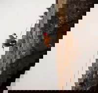 100 Metre Abseil Mount Wellington Hobart - Accommodation Resorts