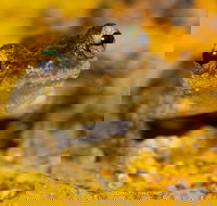 Daintree and Cape Tribulation Full Day Guided Tour - Accommodation Resorts