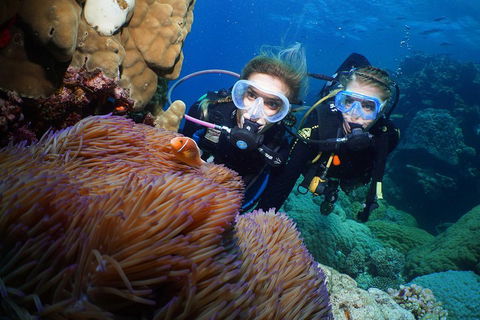 Quicksilver Dive 4 Day PADI Learn To Dive Course - Accommodation Resorts 4