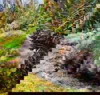 Cradle Mountain National Park Day Tour from Launceston - Accommodation Resorts