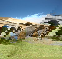 Bonorong Wildlife Park and Richmond Afternoon Tour from Hobart - Accommodation Resorts