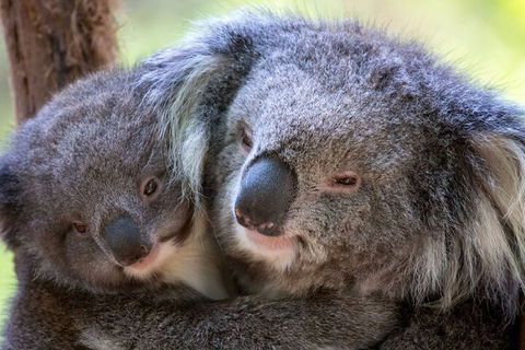 Half-Day Or Full-Day Tour With Private Guide From Melbourne - Accommodation Resorts 1