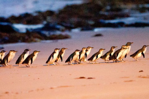 Half-Day Or Full-Day Tour With Private Guide From Melbourne - Accommodation Resorts 5