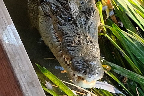 Litchfield Park Adventures And Jumping Crocodile Cruise + Butterfly Farm - Accommodation Resorts 1