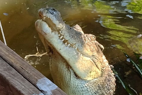 Litchfield Park Adventures And Jumping Crocodile Cruise + Butterfly Farm - Accommodation Resorts 5