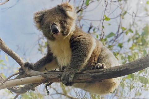 Kangaroo Island Scenic Trail Tour - Accommodation Resorts 2