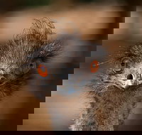 Currumbin Wildlife Sanctuary General Entry Ticket - Accommodation Resorts