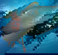 Great Barrier Reef Snorkeling and Diving Cruise from Cairns - Accommodation Resorts