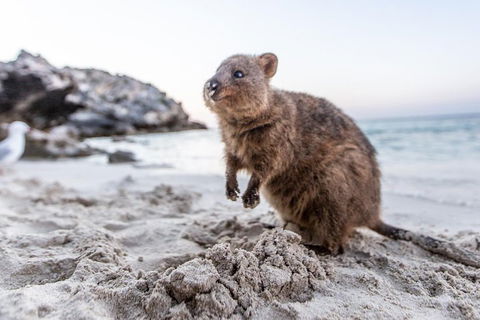 Rottnest Island All-Inclusive Grand Island Tour From Fremantle - Accommodation Resorts 2