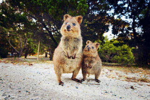Rottnest Island All-Inclusive Grand Island Tour From Fremantle - Accommodation Resorts 5