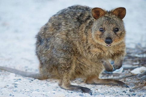 Rottnest Island Bike, Snorkel & Ferry Package From Perth - Accommodation Resorts 3