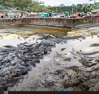 Hartley's Crocodile Adventures Day Trip from Palm Cove - Accommodation Resorts