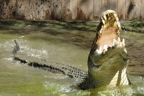 Hartley's Crocodile Adventures Day Trip From Palm Cove - Accommodation Resorts 3