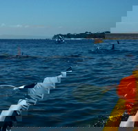 Mornington Peninsula Kayak Coastline Tour of Dolphin Sanctuary - Accommodation Resorts