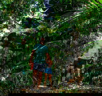 Full Day Daintree Rainforest and Mossman Gorge Tour - Accommodation Resorts