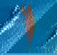 Buccaneer Explorer - Accommodation Resorts