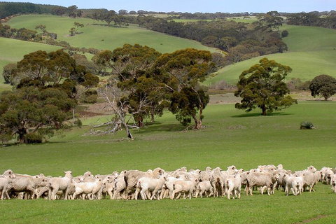 Kangaroo Island Luxury Small Group 'Island Life' Full Day Tour - Accommodation Resorts 1