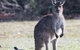 Kangaroo Island Luxury Small Group 'Island Life' Full Day Tour - thumb 2