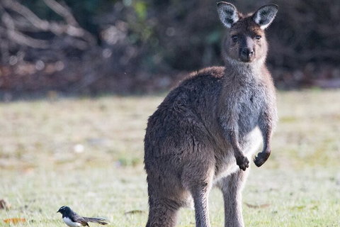 Kangaroo Island Luxury Small Group 'Island Life' Full Day Tour - Accommodation Resorts 2