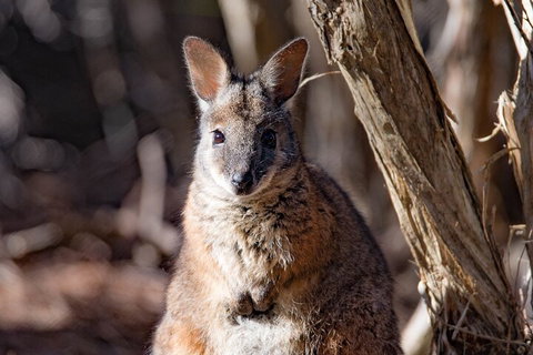 Kangaroo Island Luxury Small Group 'Island Life' Full Day Tour - Accommodation Resorts 3