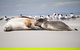 Kangaroo Island Luxury Small Group 'Island Life' Full Day Tour - thumb 5