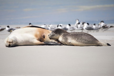 Kangaroo Island Luxury Small Group 'Island Life' Full Day Tour - Accommodation Resorts 5