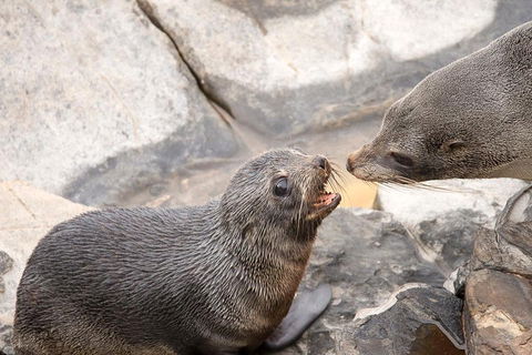 Kangaroo Island Luxury Small Group 'Flinders Chase Focus' Full Day Tour - Accommodation Resorts 2