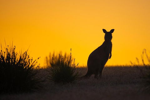 Kangaroo Island Luxury Small Group 'Flinders Chase Focus' Full Day Tour - Accommodation Resorts 5