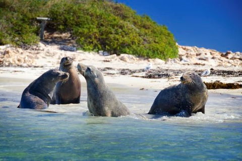 Dolphin, Penguin And Sea Lion Cruise - Accommodation Resorts 0