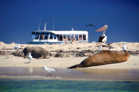 Dolphin, Penguin And Sea Lion Cruise - Accommodation Resorts 1