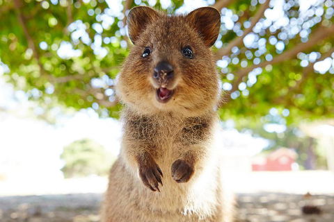 Discover Rottnest With Ferry & Bus Tour From Perth Or Fremantle - Accommodation Resorts 0