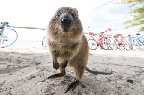 Rottnest Island Round-Trip Ferry From Perth Or Fremantle - Accommodation Resorts 3