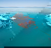 Ocean Freedom Great Barrier Reef Personal Luxury Snorkel  Dive Cruise Cairns - Accommodation Resorts