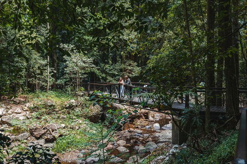 Springbrook AndTamborine Rainforest Tour Incl Natural Bridge And Glow Worm Cave - Accommodation Resorts 3