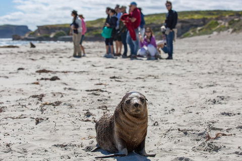 Kangaroo Island In A Day Tour From Adelaide - Accommodation Resorts 0
