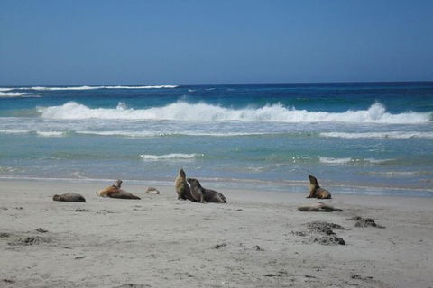 Kangaroo Island In A Day Tour From Adelaide - Accommodation Resorts 1