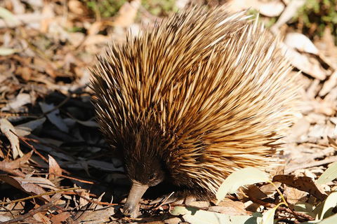 Kangaroo Island In A Day Tour From Adelaide - Accommodation Resorts 2