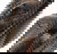 2-Day Kangaroo Island 4WD Small-Group Tour from Adelaide - Accommodation Resorts