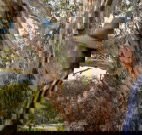 NEW TOUR - Kangaroo Island Road to Recovery Tour 1 Day/1 Night - Accommodation Resorts