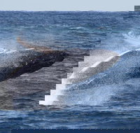 Whale Watching by Sea World Cruises - Accommodation Resorts