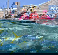 Outer Reef Pontoon Experience from Cairns - Accommodation Resorts