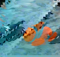 Seastar Luxury Outer Great Barrier Reef Island and Reef Tour from Cairns - Accommodation Resorts