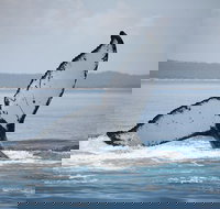 Hervey Bay Whale Watching Cruise - Accommodation Resorts