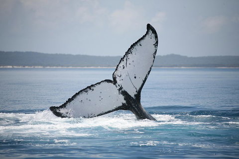 Hervey Bay Whale Watching Cruise - Accommodation Resorts 0