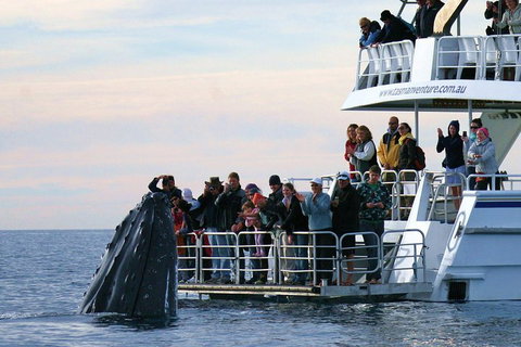 Hervey Bay Whale Watching Cruise - Accommodation Resorts 1