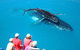 Hervey Bay Whale Watching Cruise - thumb 2