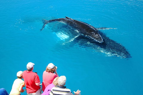 Hervey Bay Whale Watching Cruise - Accommodation Resorts 2